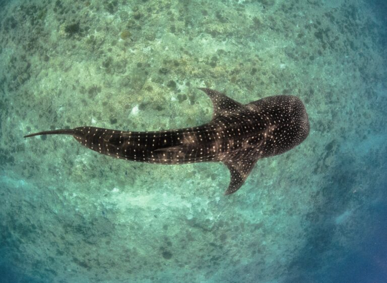 Aerial view of a whale shark swimming in clear tropical ocean water.